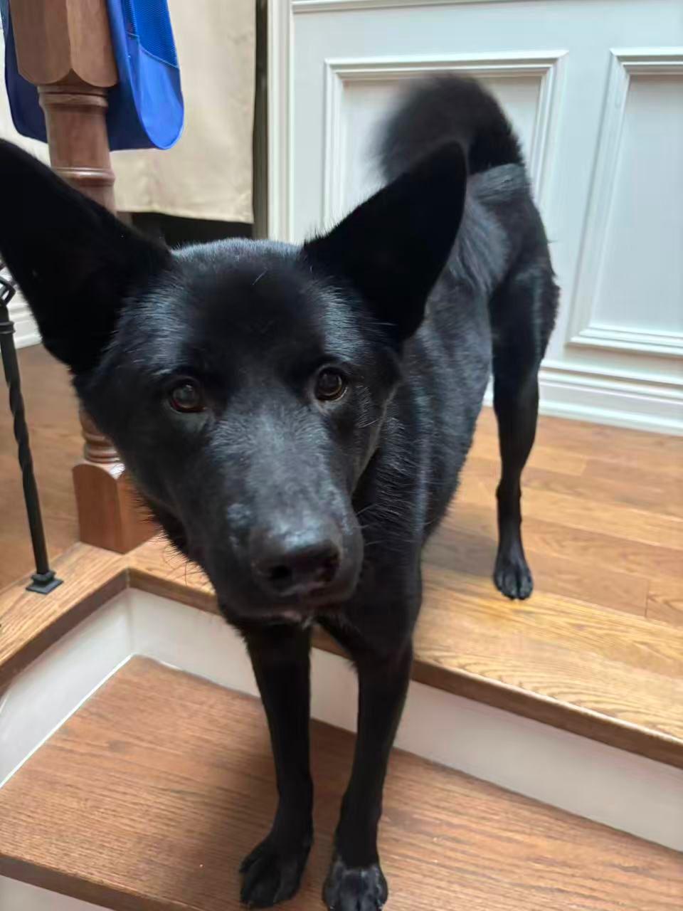 Enlarge Luca, a Adoptable Mixed Breed in Markham, ON image 4/5