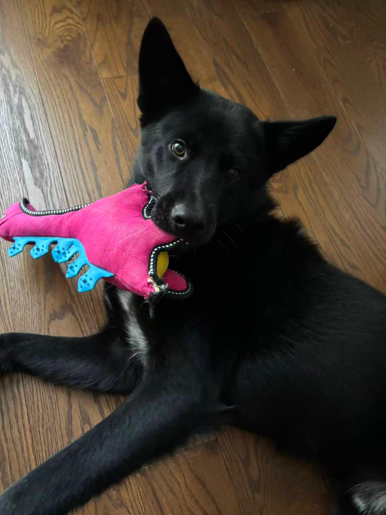 Enlarge Luca, a Adoptable Mixed Breed in Markham, ON image 1/5