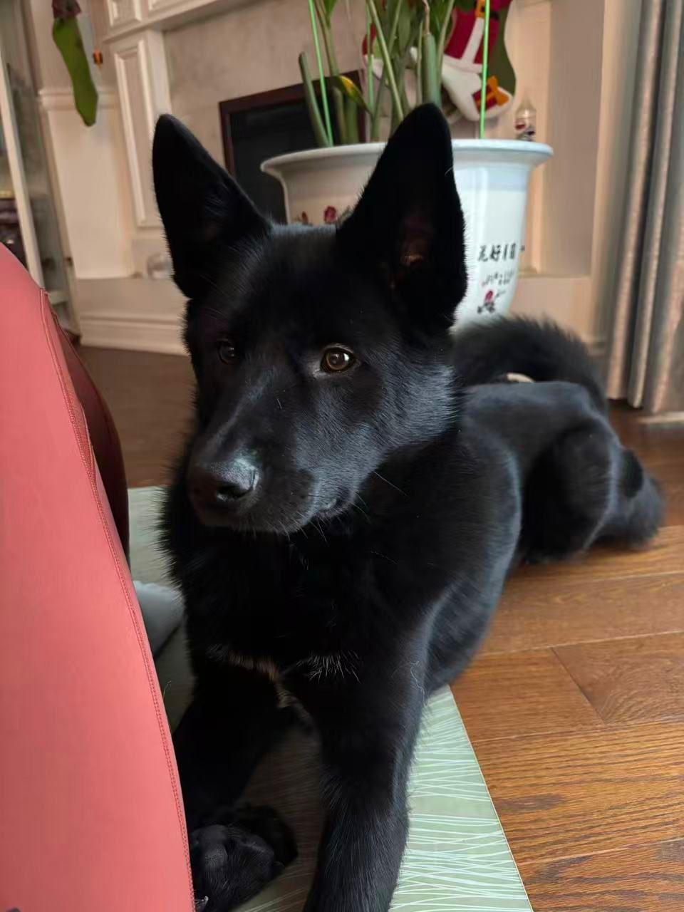 Enlarge Luca, a Adoptable Mixed Breed in Markham, ON image 5/5