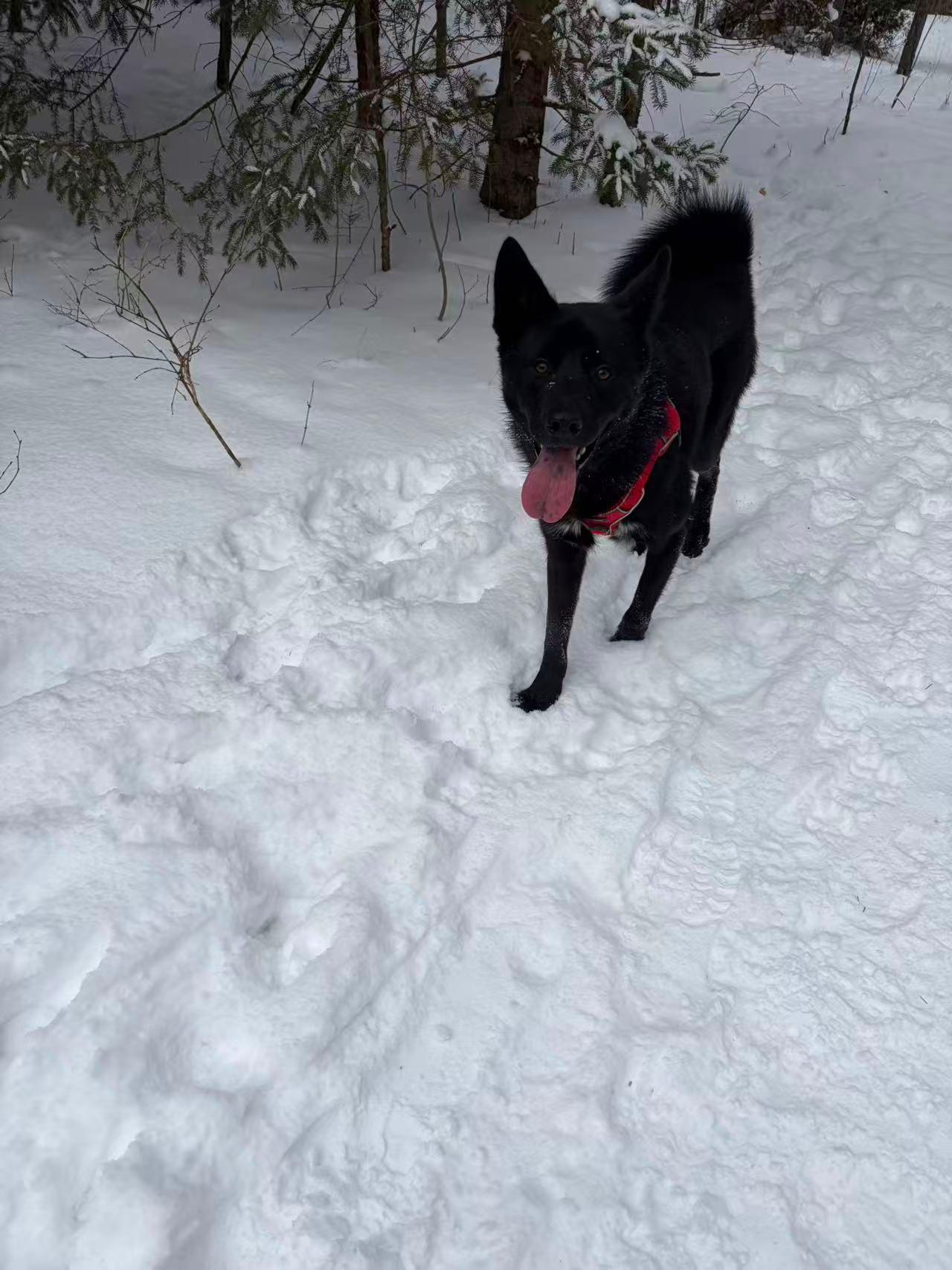 Enlarge Luca, a Adoptable Mixed Breed in Markham, ON image 2/5