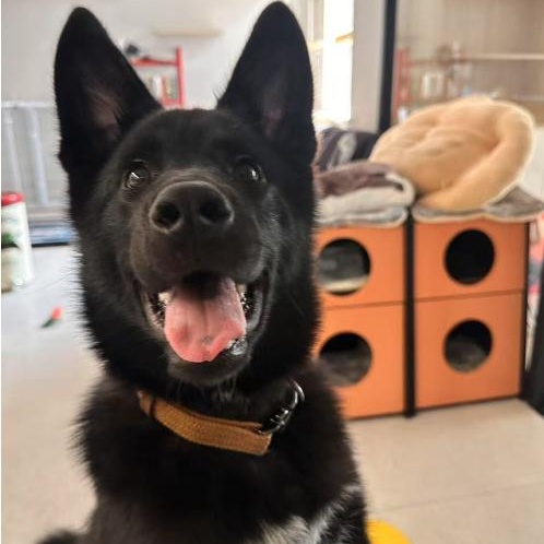 Luca, a Adoptable Mixed Breed in Markham, ON image 6/6