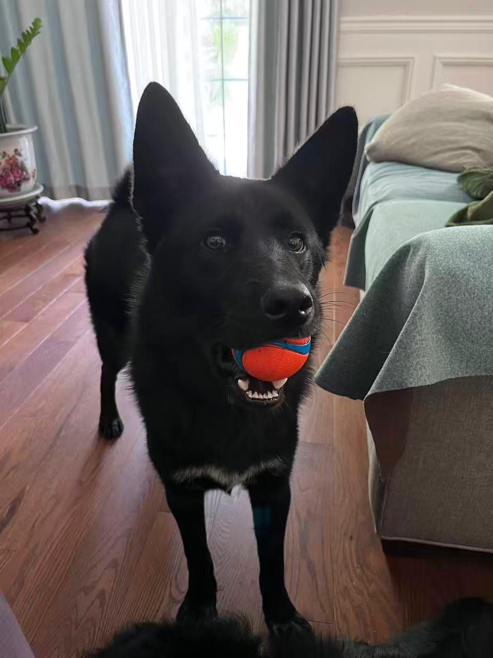 Luca, a Adoptable Mixed Breed in Markham, ON image 3/6