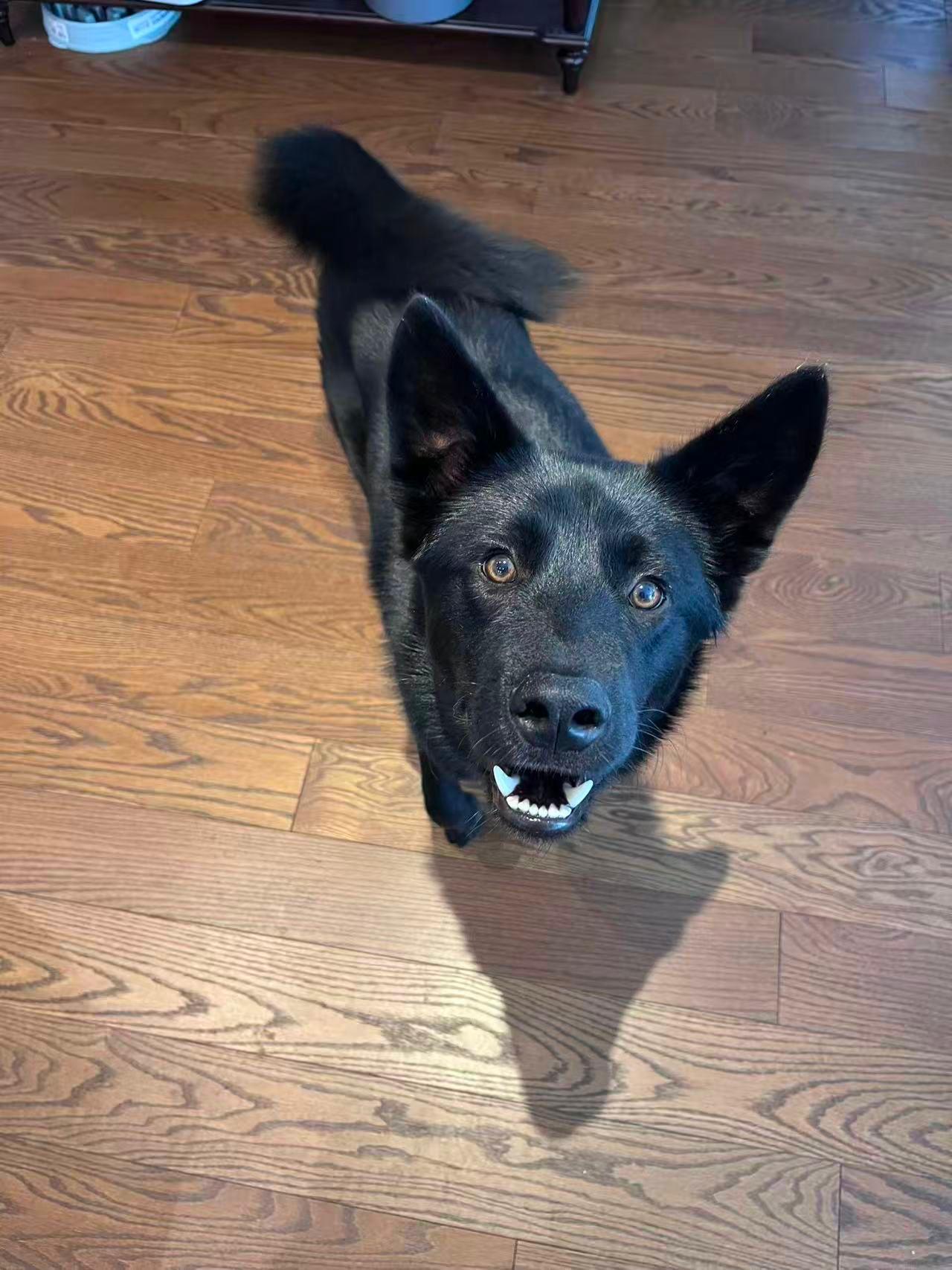 Luca, a Adoptable Mixed Breed in Markham, ON image 4/6