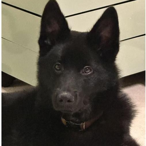 Luca, a Adoptable Mixed Breed in Markham, ON image 5/6