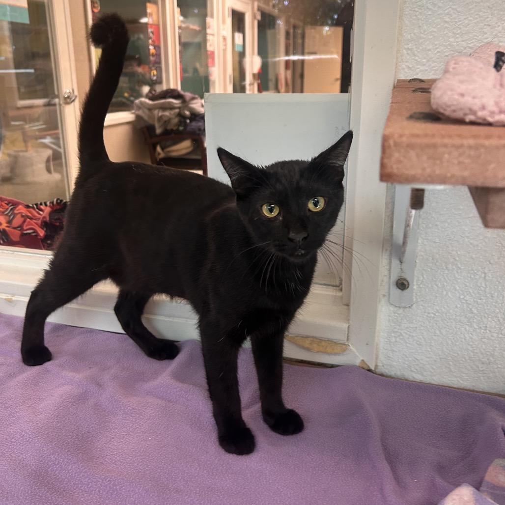 Snapple, Adoptable, Young Male Domestic Short Hair.