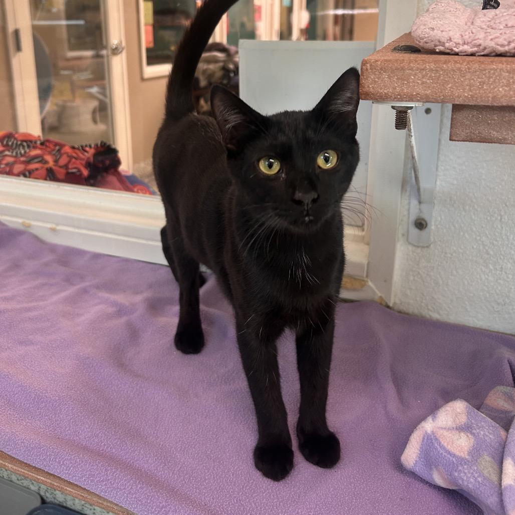 Enlarge Snapple, a Adoptable Domestic Short Hair in Fresno, CA image 2/3