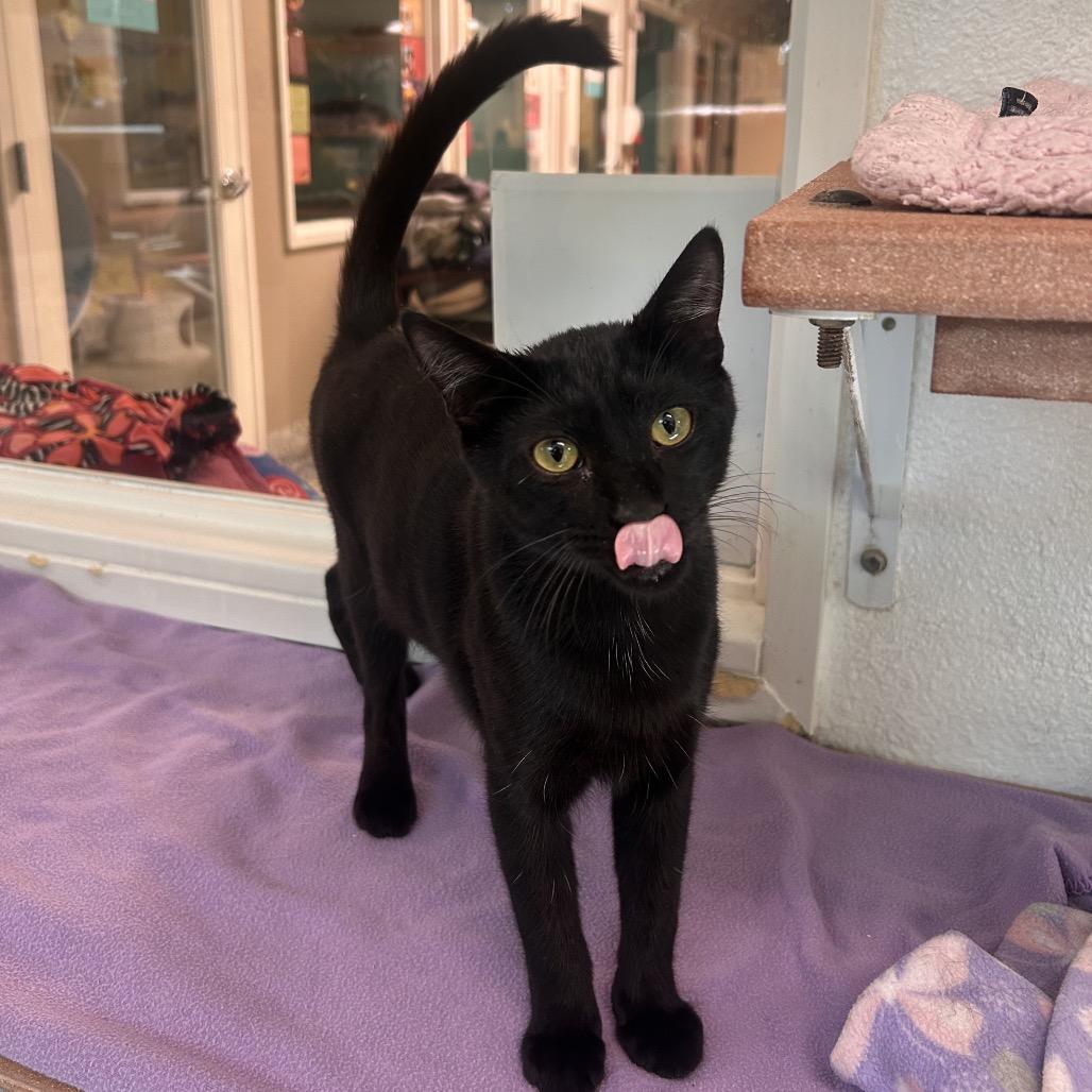 Enlarge Snapple, a Adoptable Domestic Short Hair in Fresno, CA image 3/3