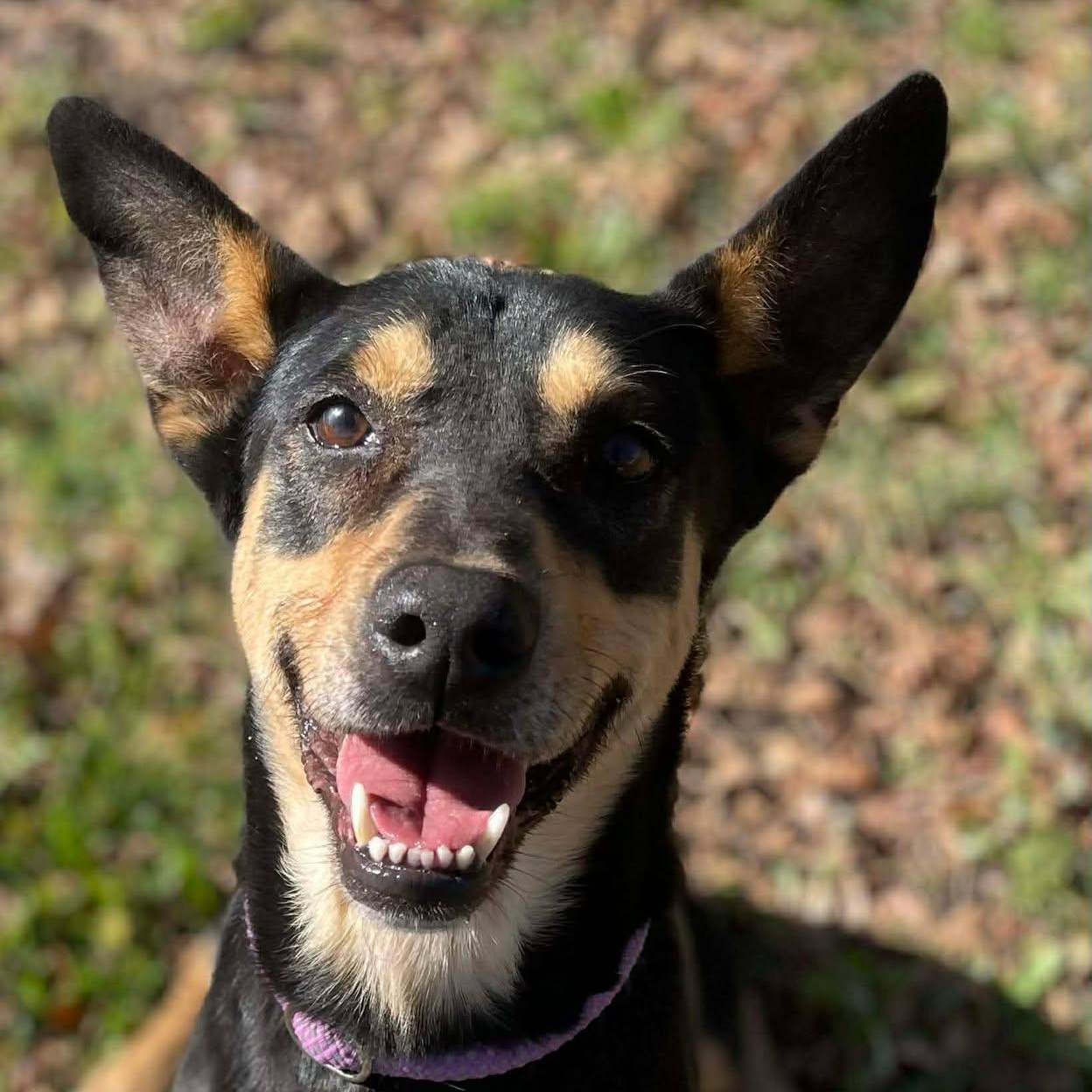 Enlarge Jessie, a Adoptable mixed breed in White Marsh, MD image 1/4