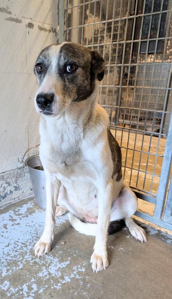 Enlarge Snickers #172, a Adoptable mixed breed in New Lexington, OH image 1/1