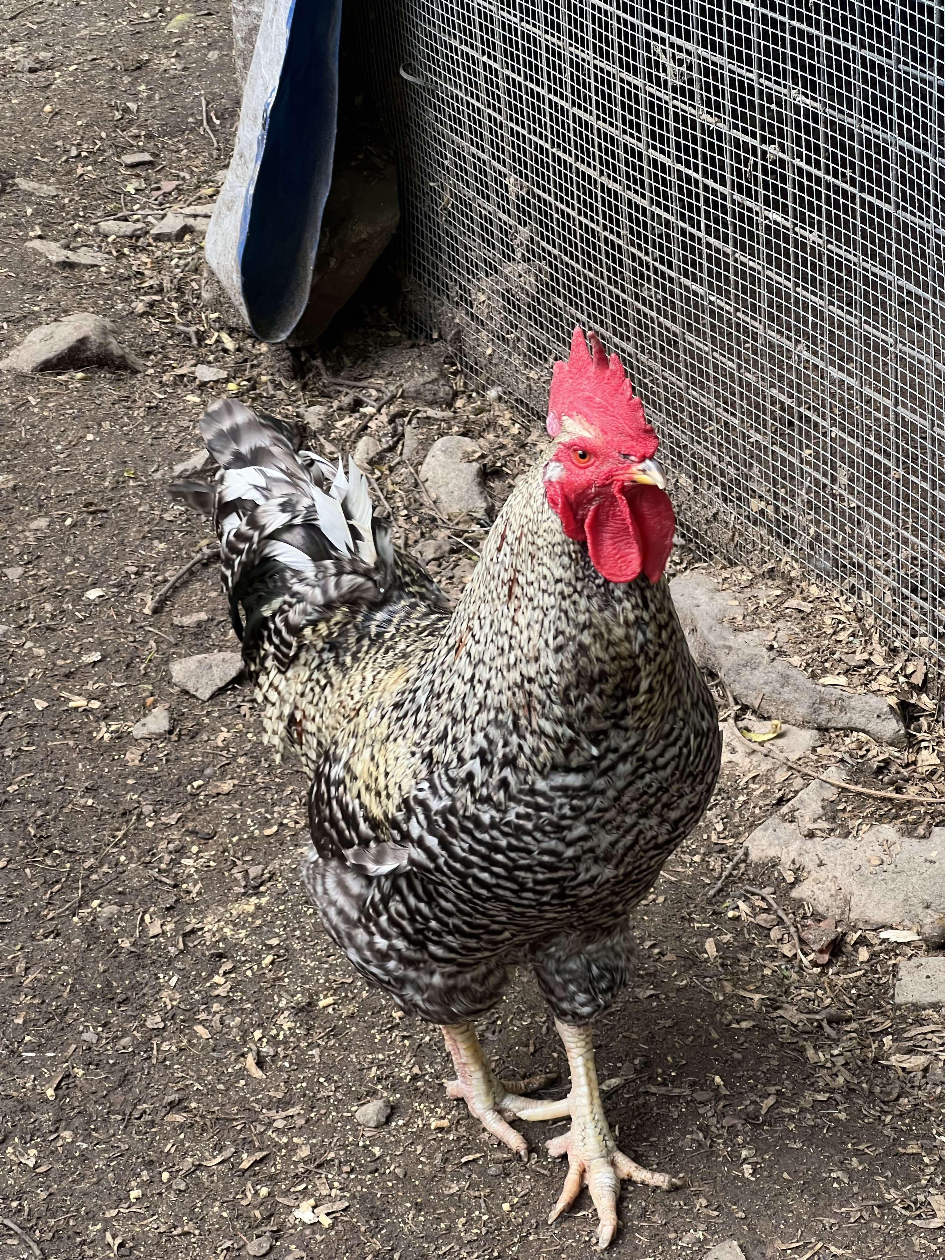 Sunny & Syde, Adult Male Chicken