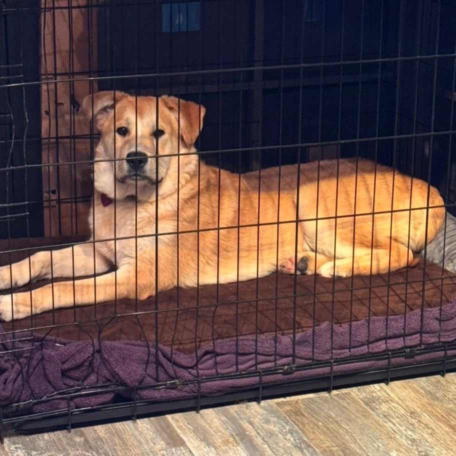 Sawyer, a ADOPTABLE mixed breed in Pleasanton, CA image 3/6