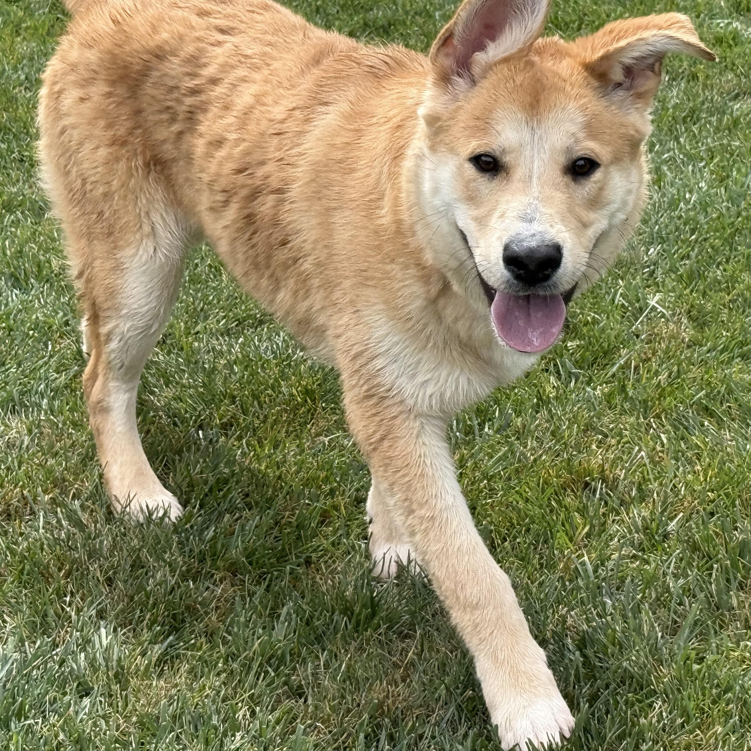 Sawyer, a ADOPTABLE mixed breed in Pleasanton, CA image 6/6