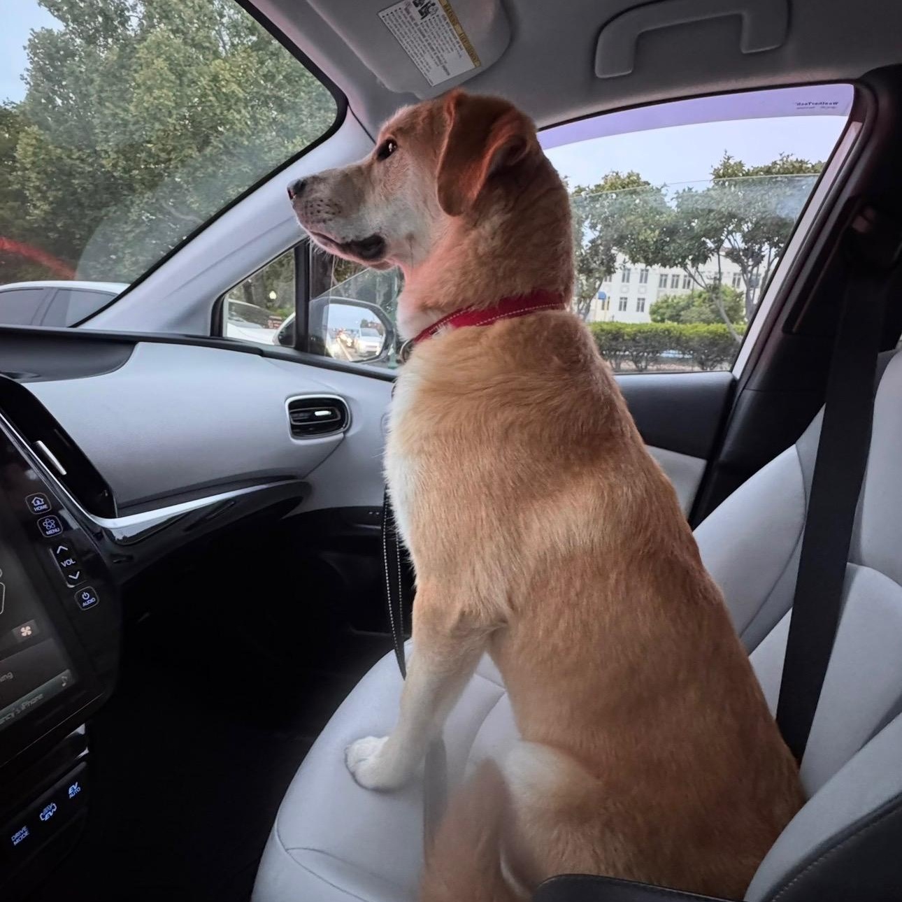 Sawyer, a ADOPTABLE mixed breed in Pleasanton, CA image 5/6