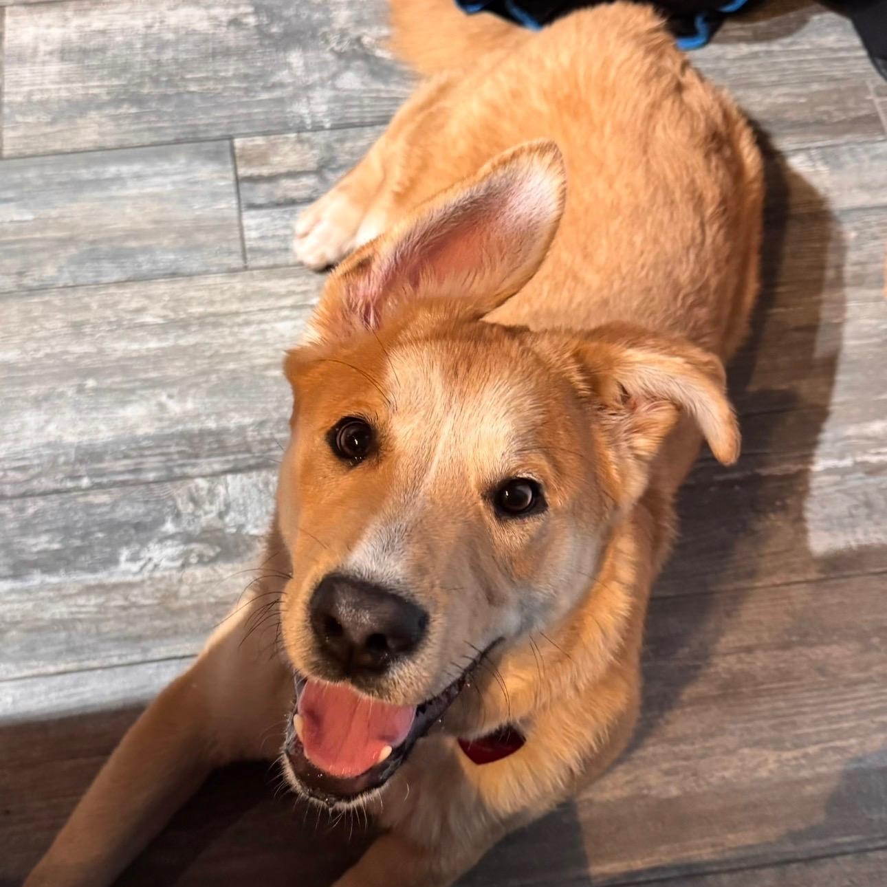Sawyer, a ADOPTABLE mixed breed in Pleasanton, CA image 4/6