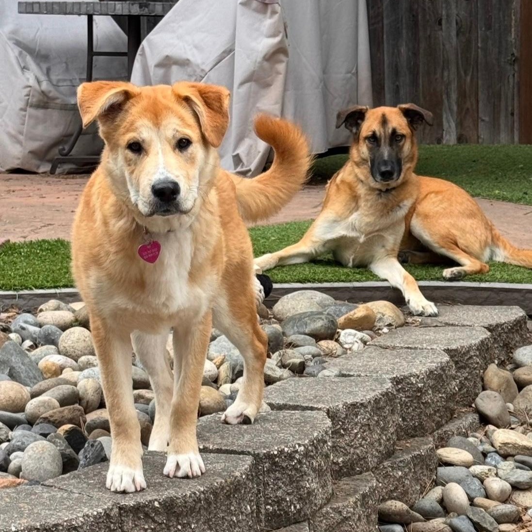Sawyer, a ADOPTABLE mixed breed in Pleasanton, CA image 2/6