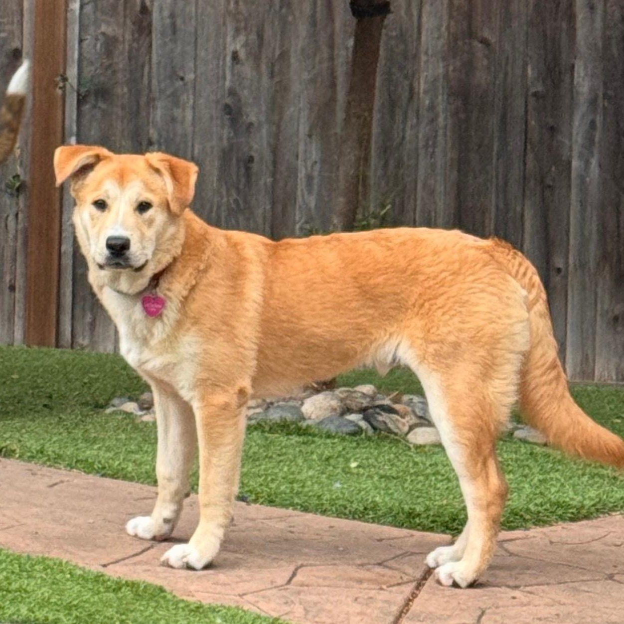 Sawyer, ADOPTABLE, Puppy Male Golden Retriever.