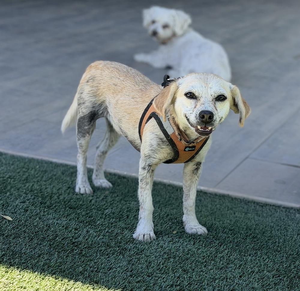 Enlarge Cairo, a Adoptable mixed breed in Scottsdale, AZ image 1/6