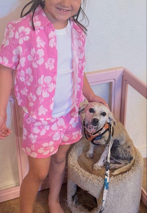 Enlarge Cairo, a Adoptable mixed breed in Scottsdale, AZ image 4/6