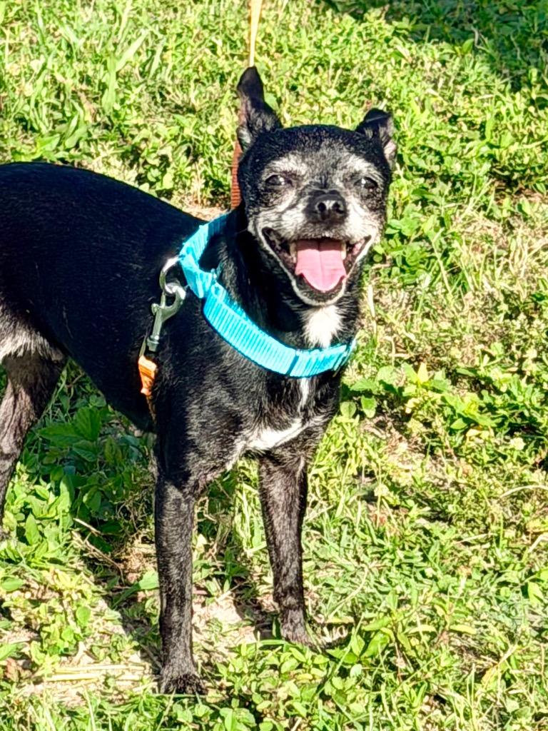 Sambra, Adoptable, Adult Female Chihuahua.