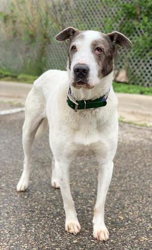 CAMERON- Needs a foster/forever home!