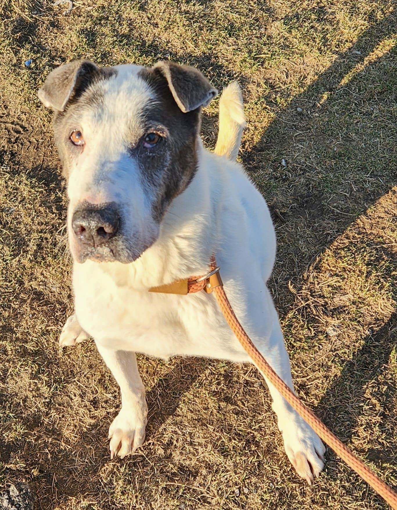 CAMERON- Needs a foster/forever home! — thumbnail 2