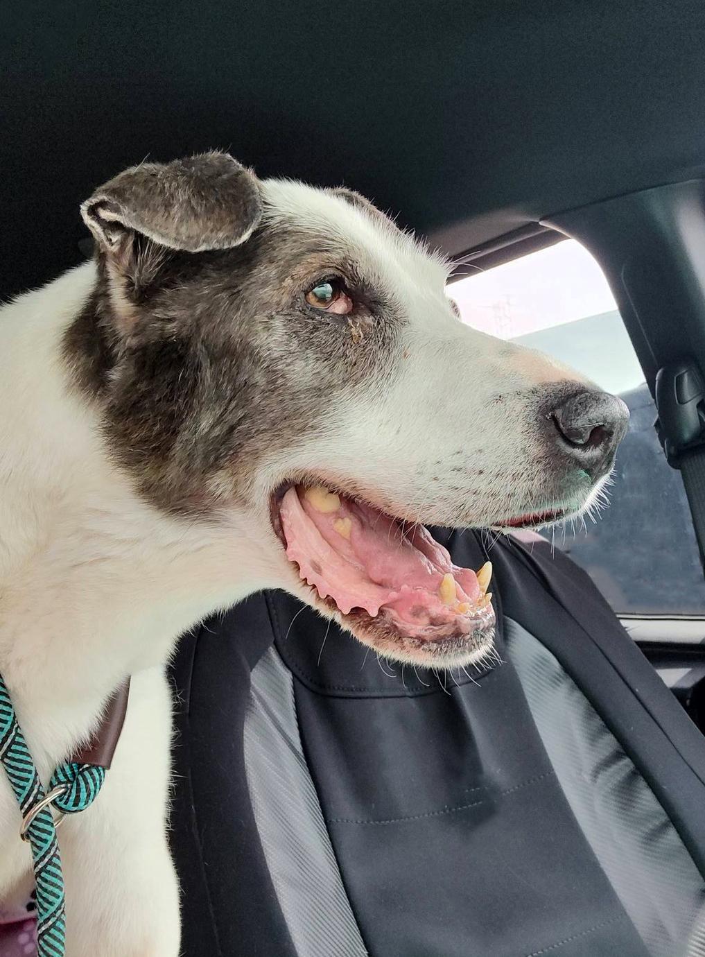 Enlarge CAMERON- Needs a foster/forever home!, a Adoptable Australian Shepherd in Birmingham, MI image 1/6