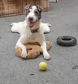 CAMERON- Needs a foster/forever home! — thumbnail 3