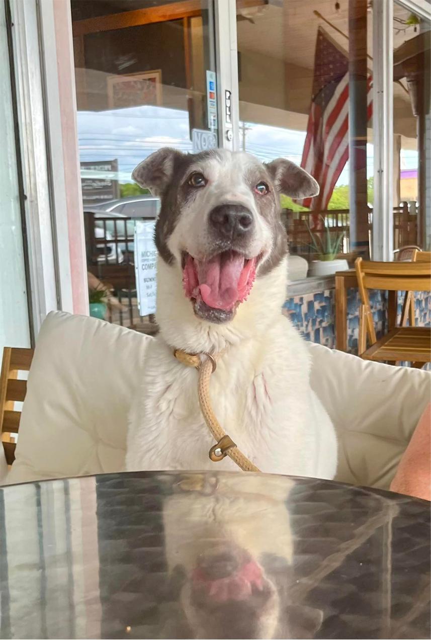 CAMERON- Needs a foster/forever home!, Adoptable, Senior Female Australian Shepherd.