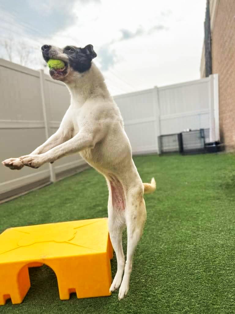 CAMERON- Needs a foster/forever home! — thumbnail 5