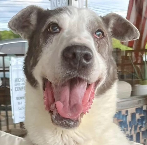 CAMERON- Needs a foster/forever home!, Senior Female unknown