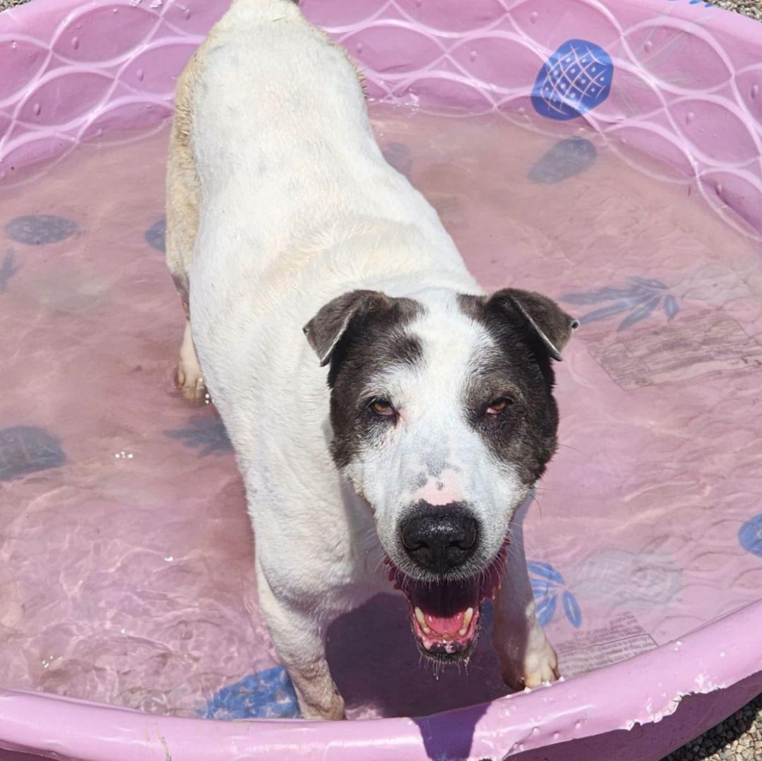CAMERON- Needs a foster/forever home!, an adoptable Australian Shepherd in Birmingham, MI, 48012 | Photo Image 2