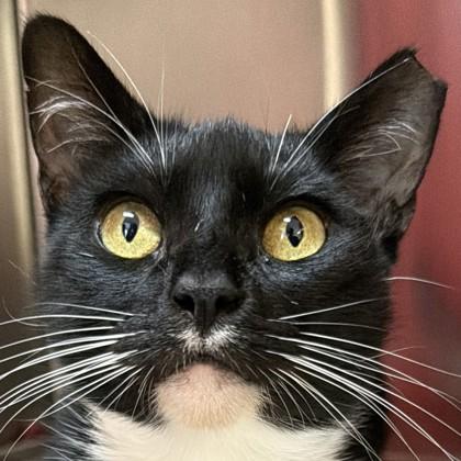 Chiclets, Adoptable, Young Female Domestic Short Hair & Domestic Short Hair.