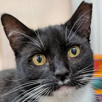 Enlarge Chiclets, a Adoptable mixed breed in Pleasanton, CA image 1/3