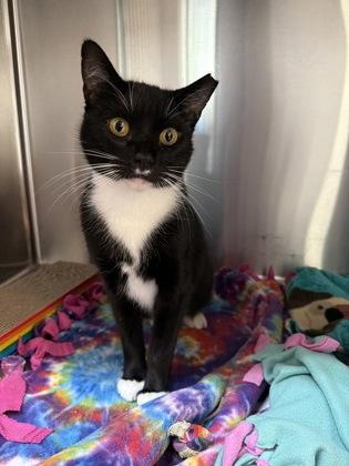 Enlarge Chiclets, a Adoptable mixed breed in Pleasanton, CA image 2/3