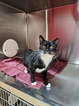 Chiclets, a Adoptable mixed breed in Pleasanton, CA image 2/3