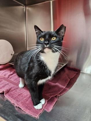 Chiclets, a Adoptable mixed breed in Pleasanton, CA image 3/3