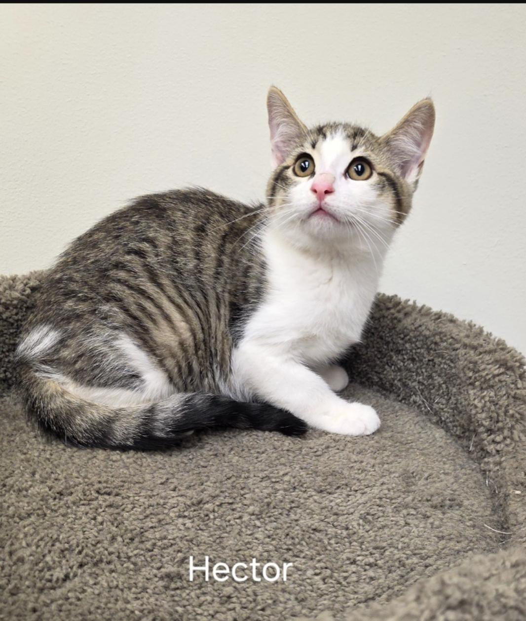 Enlarge Hector, a Adopted Domestic Short Hair in Rochester, NY image 1/1