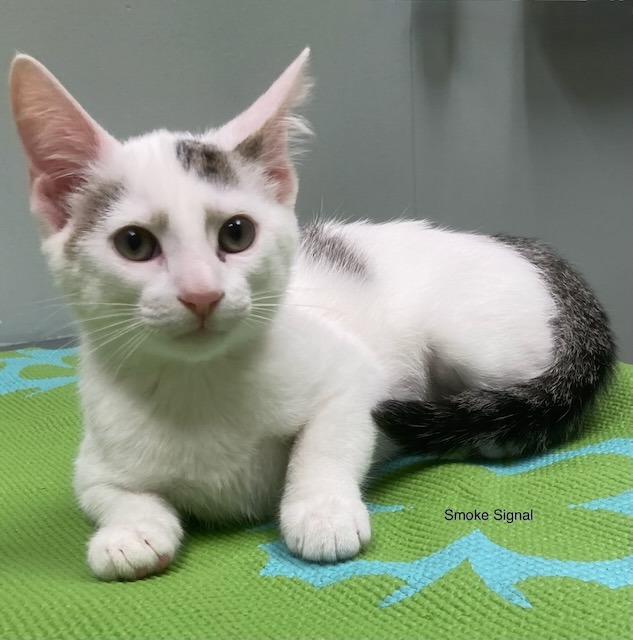 Smoke Signal26, Adopted, Kitten Male Domestic Short Hair.