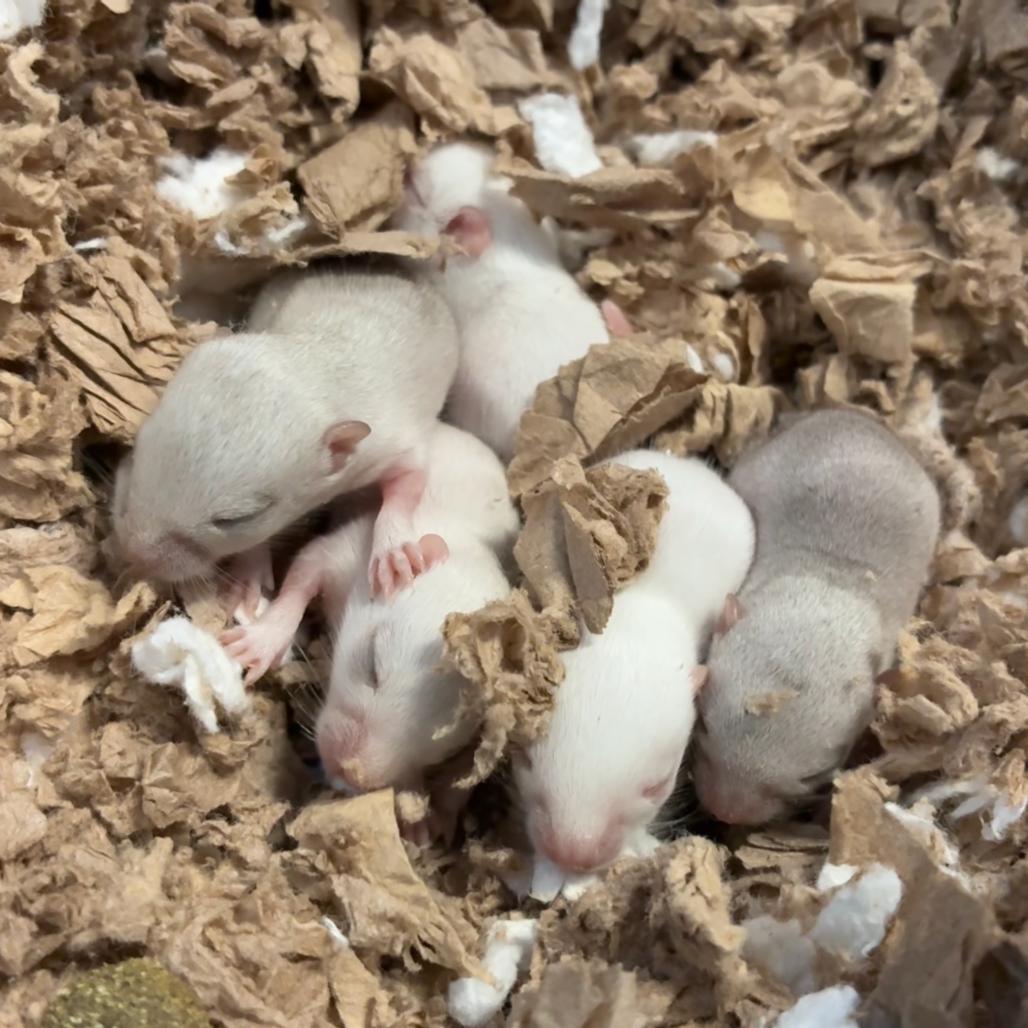 Totter, Adoptable, Baby Male Gerbil.