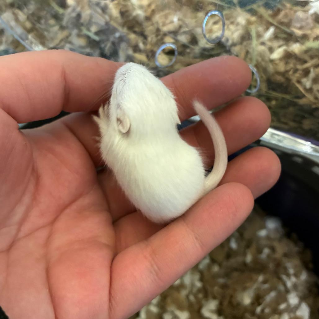 Enlarge Totter, a Adoptable Gerbil in Providence, RI image 2/5