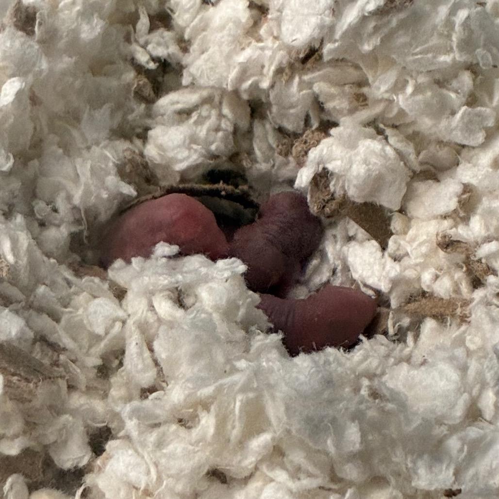 Enlarge Totter, a Adoptable Gerbil in Providence, RI image 3/5