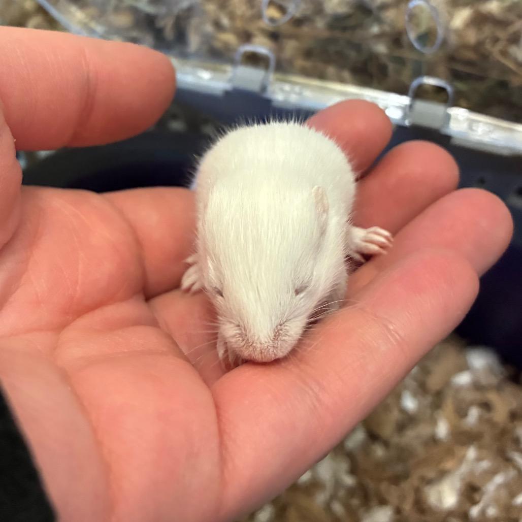 Enlarge Totter, a Adoptable Gerbil in Providence, RI image 5/5