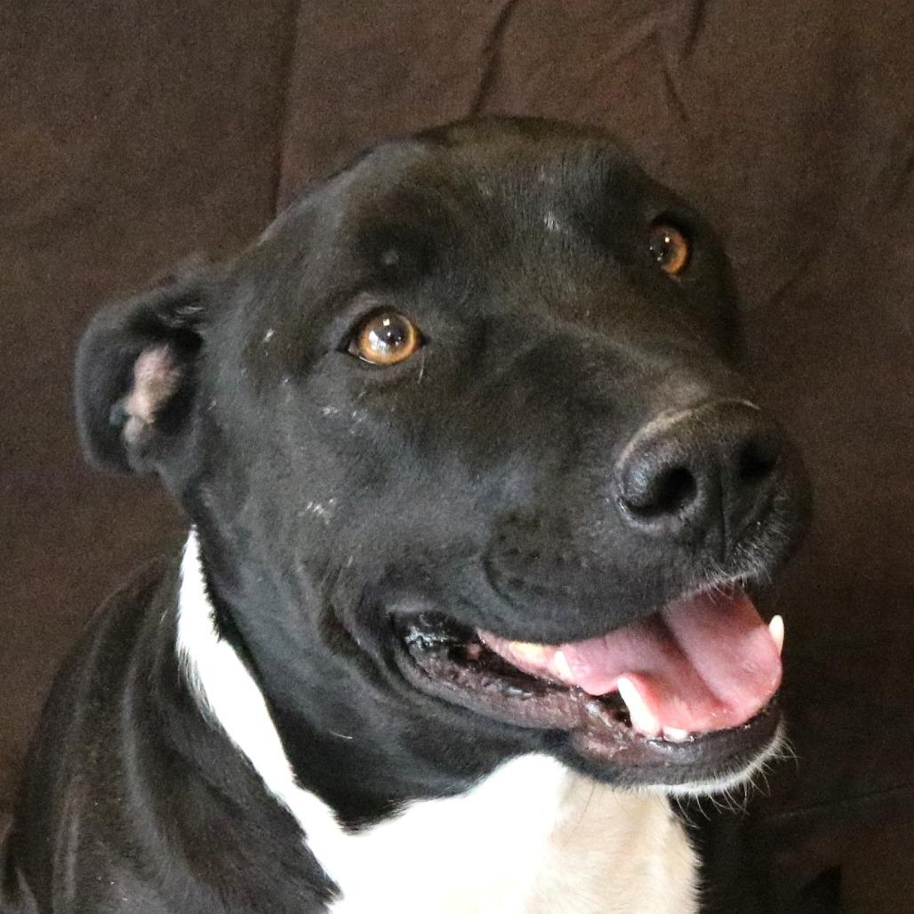 Kiko, a Adoptable mixed breed in Rifle, CO image 2/3