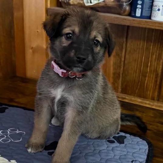 Penny, a Adoptable Shepherd in Brainerd, MN image 2/2
