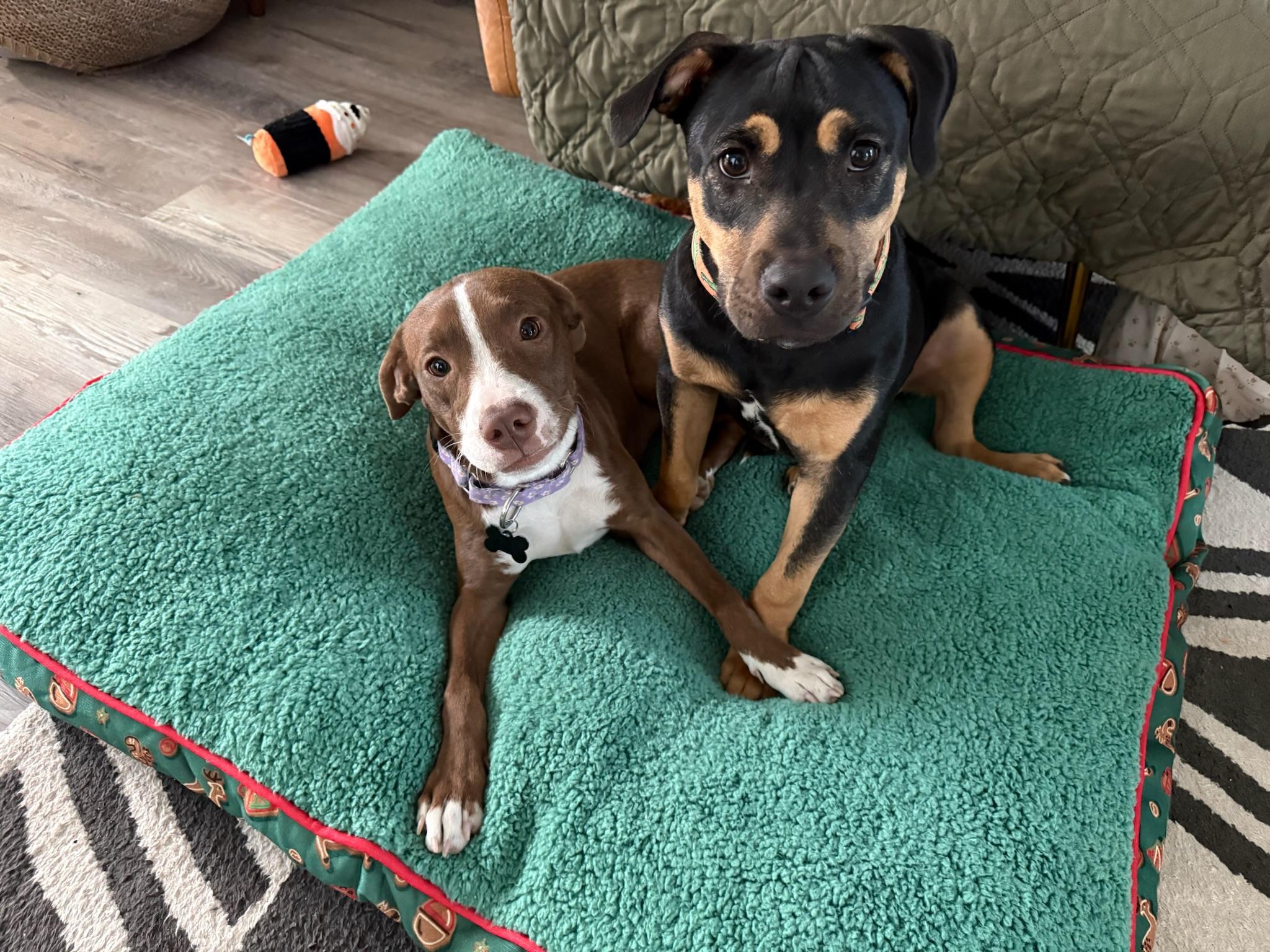Enlarge Tippy, an adoption pending mixed breed in Staunton, VA image 4/6