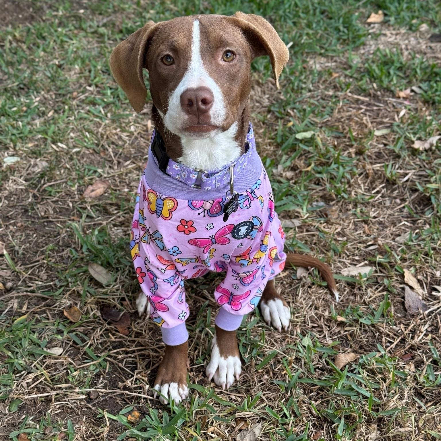 Enlarge Tippy, an adoption pending mixed breed in Staunton, VA image 1/6