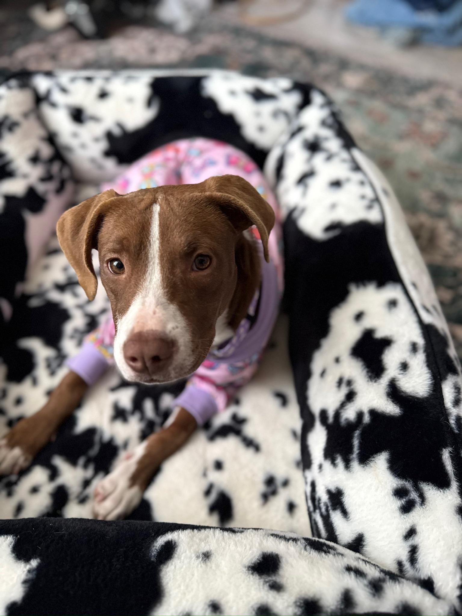 Enlarge Tippy, an adoption pending mixed breed in Staunton, VA image 2/6