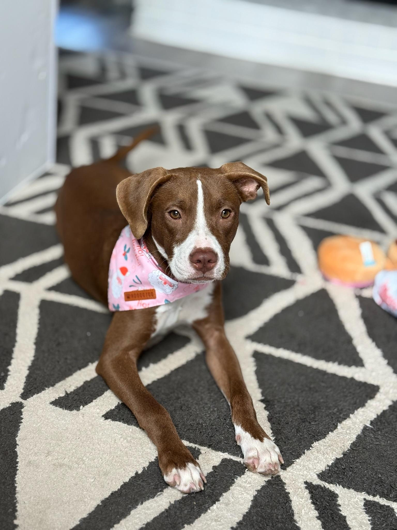 Enlarge Tippy, an adoption pending mixed breed in Staunton, VA image 6/6