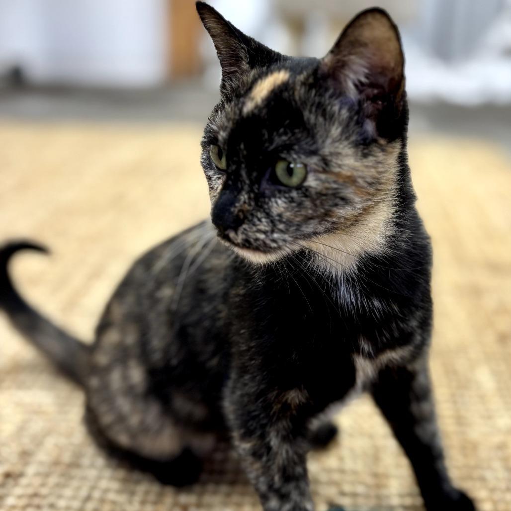 Enlarge Master Oogway, a Adoptable Domestic Short Hair in Long Beach, CA image 1/3