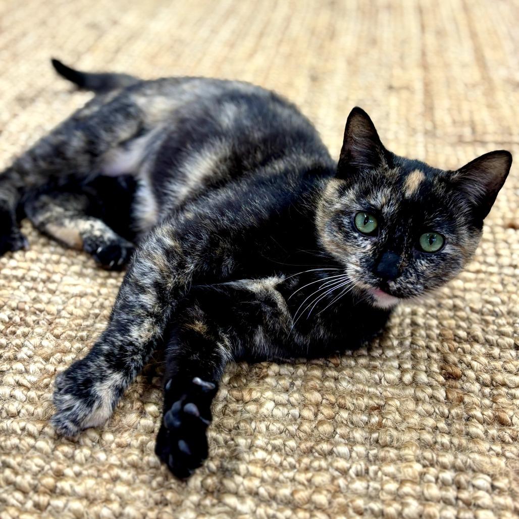 Enlarge Master Oogway, a Adoptable Domestic Short Hair in Long Beach, CA image 2/3